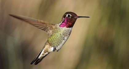 Anna's Hummingbird with shiny magenta chest in mid-flight, with blurred green and brown background