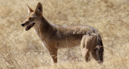Tan coyote standing in profile in tall golden grass