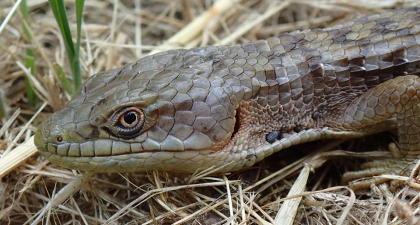 Close up of scaly Alligator Lizard head with its yellow eye looking at camera