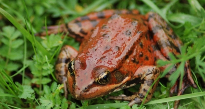 Shiny Red-legged Frog  sitting on green grass