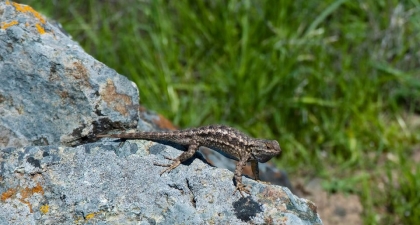 Western Fence Lizard on gray rock with its body arched in a high "push-up" position  