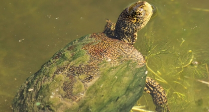 Western Pond Turtle with moss-covered shell swimming on surface of green water, its head looking up and back at the camera