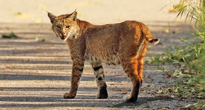 Bobcat on paved trail walking away, with turned head to look back at camera