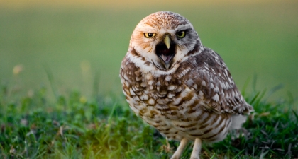 Small brown Burrowing Owl on green grass with beak open in a call towards the camera
