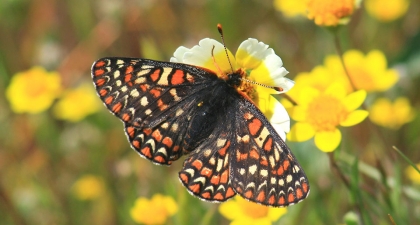 Black, orange, and white patterned Bay Checkerspot Butterfly on a yellow and white flower with other flowers in background