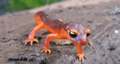 Bright orange Ensatina Salamander with big black and yellow eyes walking across log towards camera