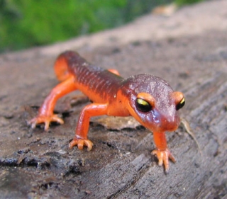 Bright orange Ensatina Salamander with big black and yellow eyes walking across log towards camera