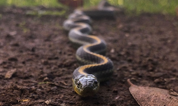 Eye level view of black Garter Snake with yellow dorsal stripe coming straight towards the camera, its body behind it out of focus