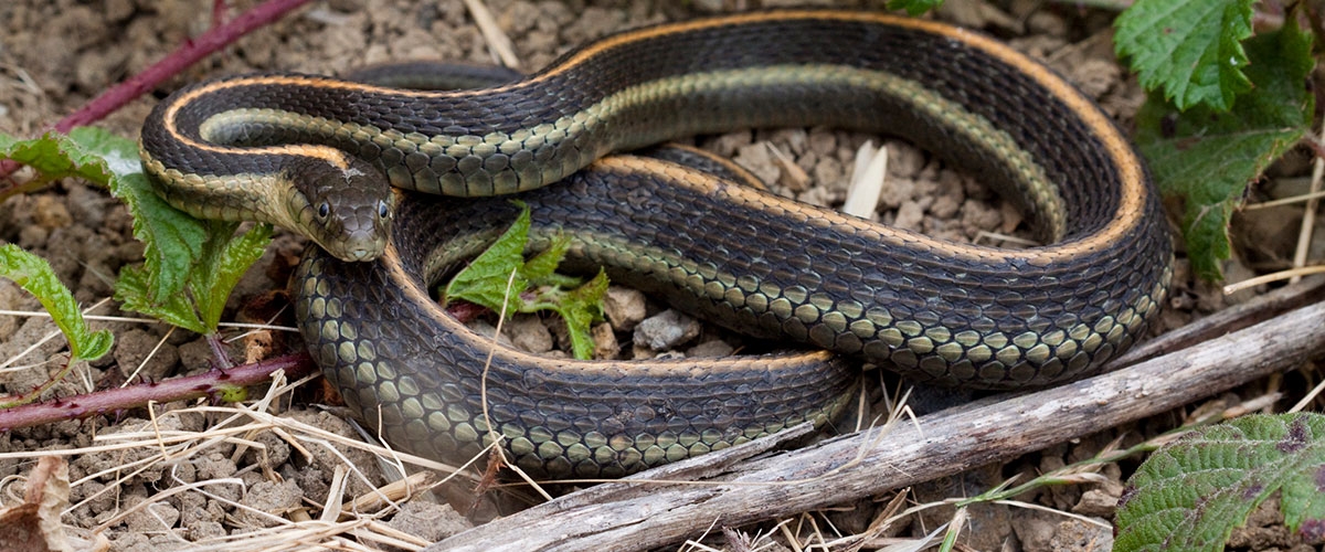 Black Garter Snake with yellow stripes coiled on ground, face looking directly at camera