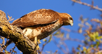 Red-tailed Hawk perched on branch leaning forward and looking down, blue sky background
