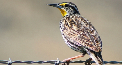 Western Meadowlark perched on barbed wire facing away from the camera with face in profile 