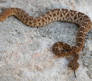 Rattlesnake with brown scale patterns on gray rock