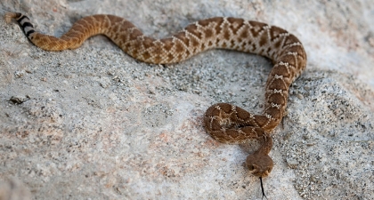 Rattlesnake with brown scale patterns on gray rock