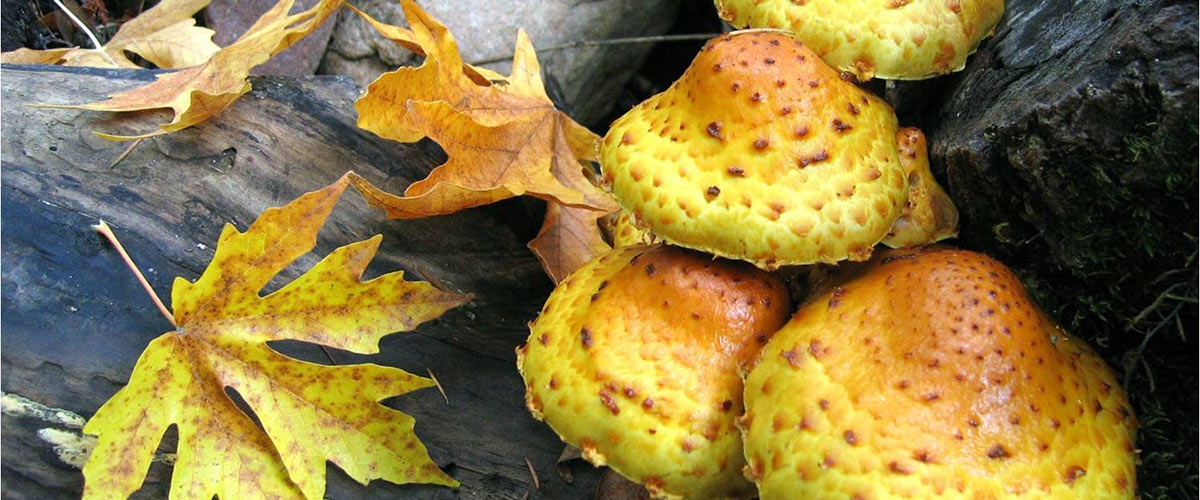 Yellow mushrooms and yellow-brown leaves on dark brown logs