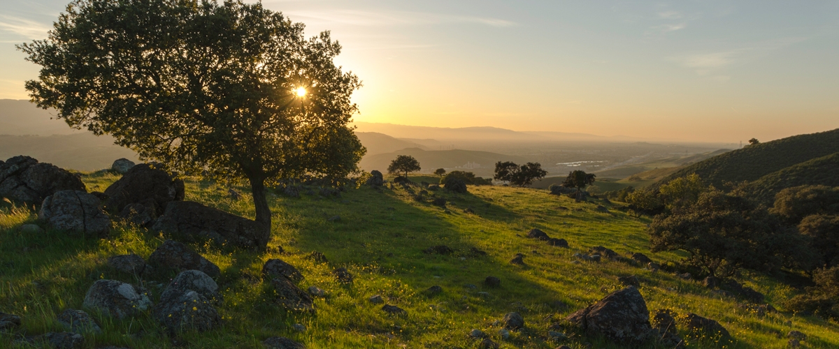 Sunset over green grassy hill with rocks and oak trees
