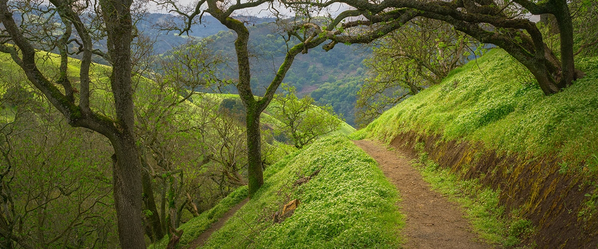 Dirt trail leading through lush green forest with hills in the background