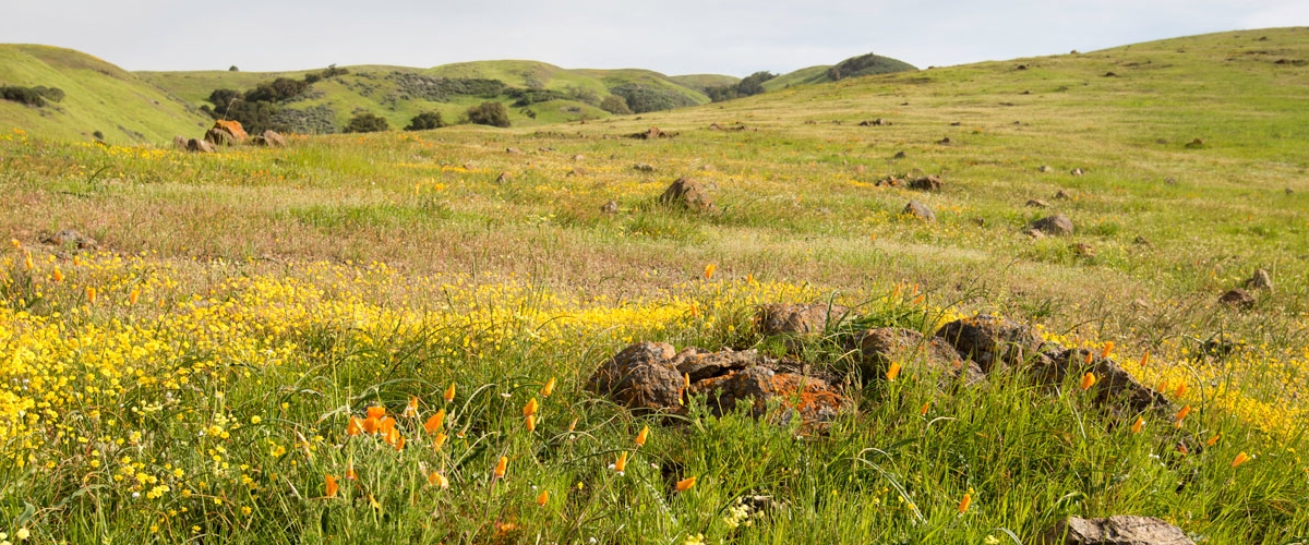 Green field with lichen-covered rocks and yellow wildflowers and orange California Poppies, green hills in the distance