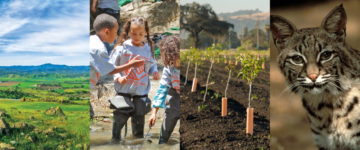 Collage with images of green Coyote Valley landscape, three children in Boys and Girls Club shirts playing in a creek, tree saplings in farm field, and bobcat face