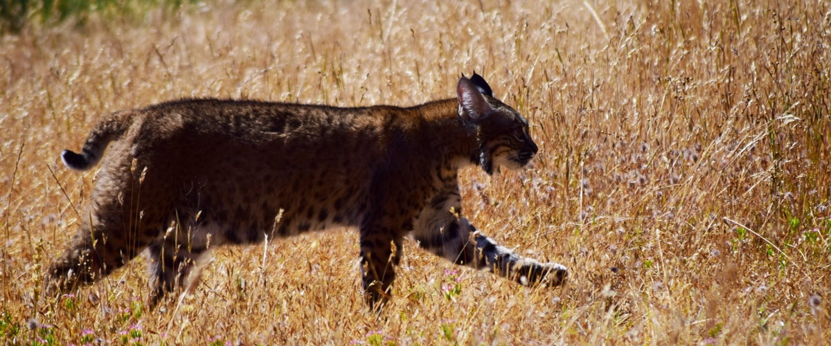Dark bobcat walking through tall brown grass