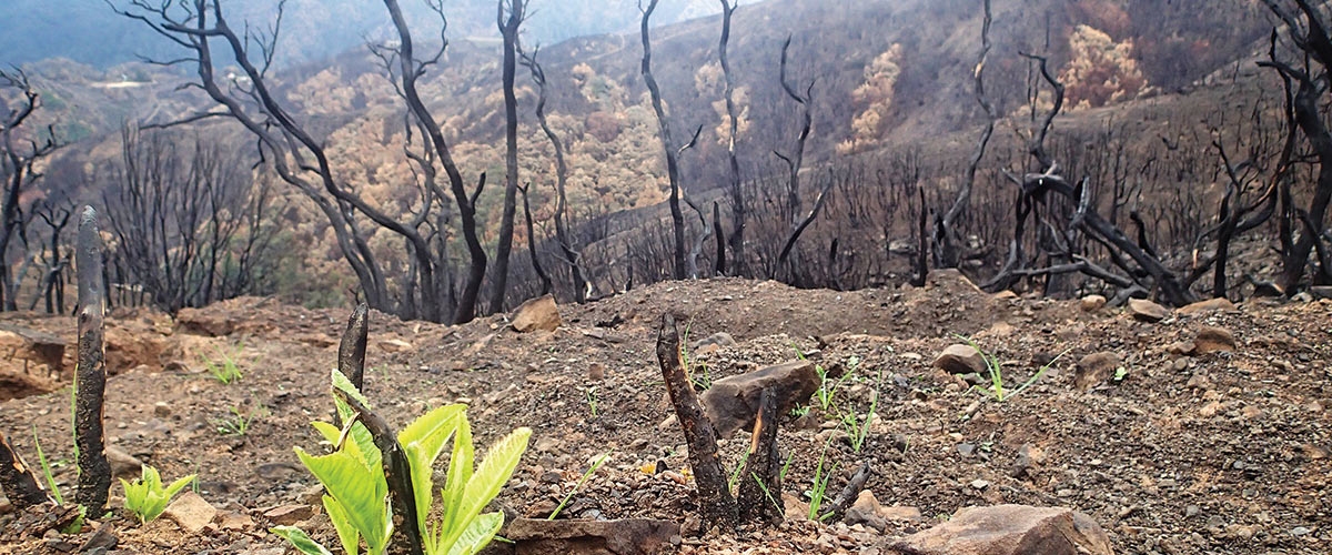 Small green plants sprouting amidst fire burned landscape with black charred trees