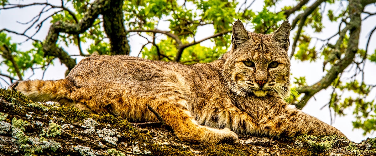Bobcat laying on tree branch looking at the camera