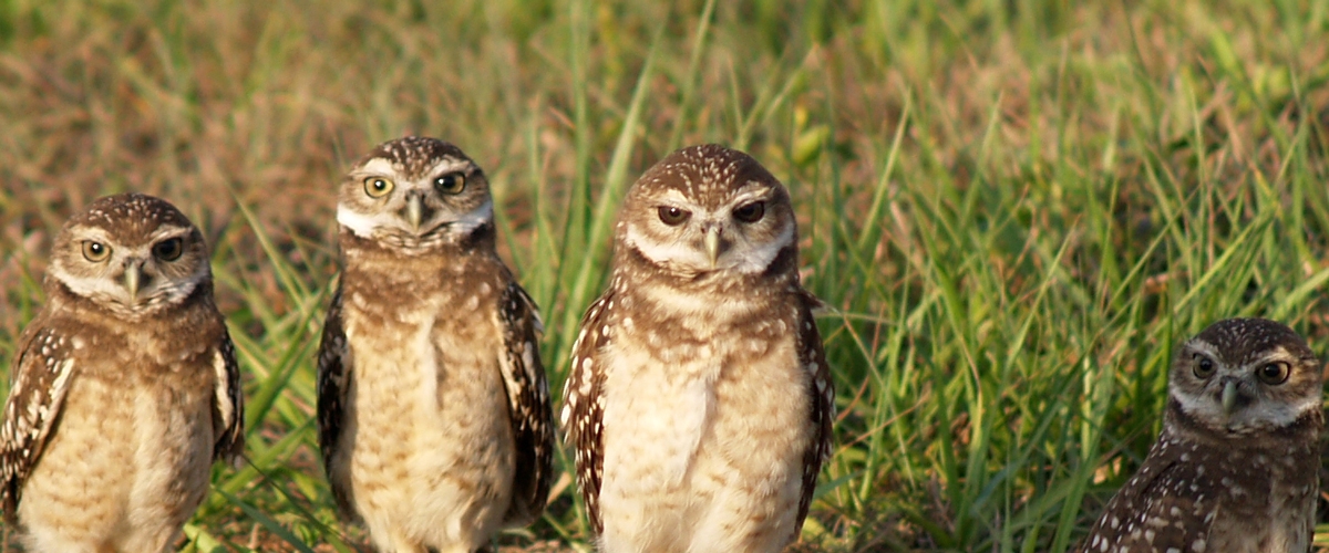 Four burrowing owls standing in green grass