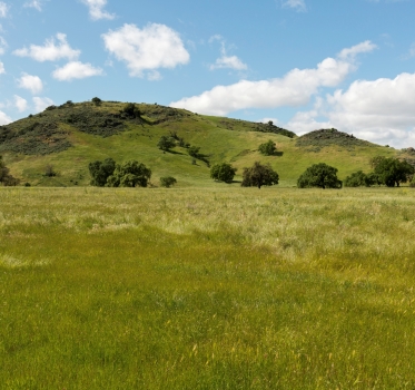 Looking across a lush green meadow towards large oak trees and rolling green hills under a blue sky with fluffy white clouds