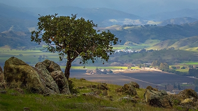 Small tree and rocks at top of ridge overlooking fields and Coyote Valley below