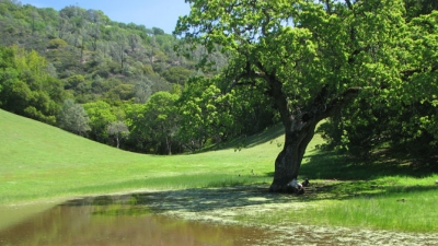 Small pond under large oak tree in green meadow with hillside in background