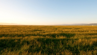 Open field of golden grass