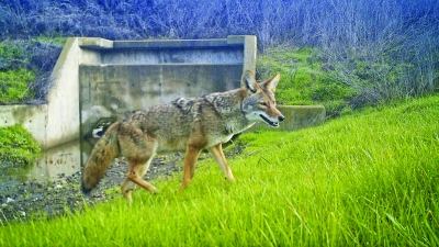 Coyote walking up grassy slope with culvert in background