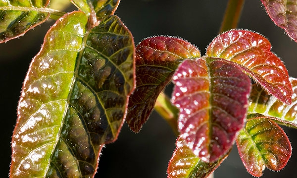 Close-up of red and green shiny Poison Oak leaves