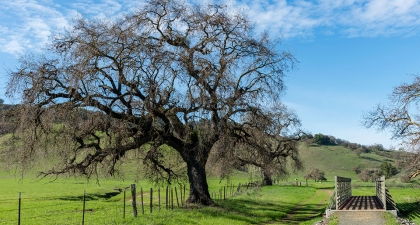 Large Valley Oak with bare branches on green grass next to trail and pedestrian bridge