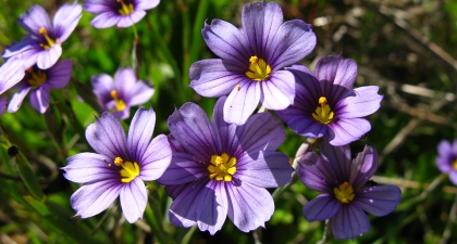 Looking down at cluster of Blue-eyed grass, each small flower with six blueish-purple petals and a yellow center