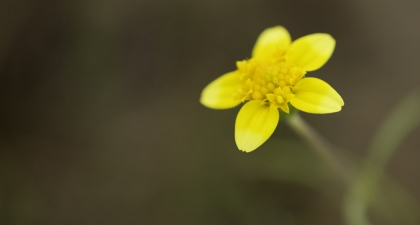 Single Goldfields flower with five bright yellow petals and tiny florets making up the center of the flower
