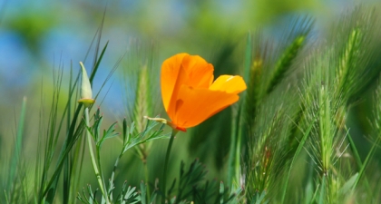 Single orange California Poppy growing in green grass