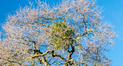 Clump of bright green Mistletoe clustered in the bare branches of a tree with a blue sky behind