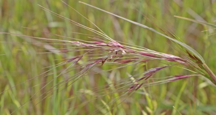 Close-up of Purple Needlegrass tufts against green background