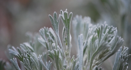 Close-up of soft, pale green Sagebrush leaves