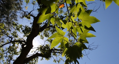 Looking up at blue sky and sun through green Sycamore leaves and branches