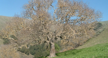Big, gnarled California buckeye tree with bare branches on a grassy green hillside