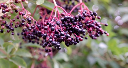 Clusters of dark blue and shiny Elderberry berries growing from red colored stem