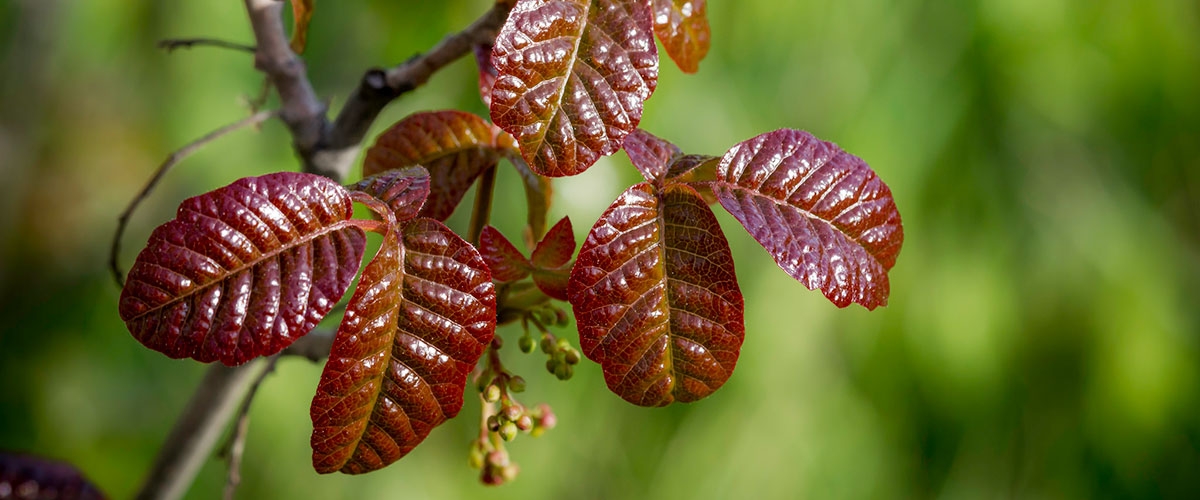 Close-up of red, shiny Poison Oak leaves growing in threes with blurred green background
