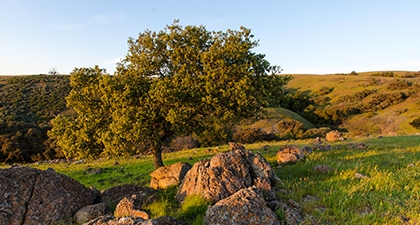 Green grassy hill with rocks and small oak tree