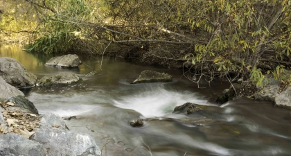 Coyote Creek with water rushing over stones and under trees with yellow leaves