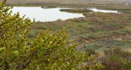 Looking across marshland covered with green and brown shrubs and patches of water