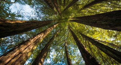 Looking up at the sky, surrounded by circle of redwood trees