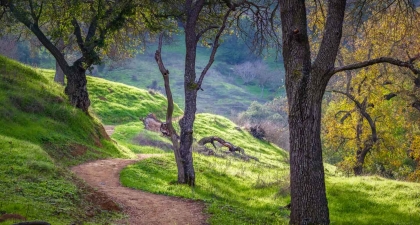 Dirt trail twisting through green hillsides and grove of trees at Coyote Valley