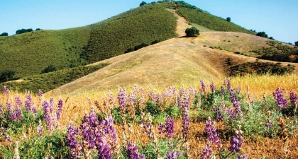 Green and golden peak of El Toro hill with purple lupine wildflowers blooming at the bottom of the slope