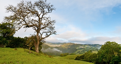 Rancho Cañada Del Oro's rolling green hills and oak trees under a pale blue sky with wispy clouds